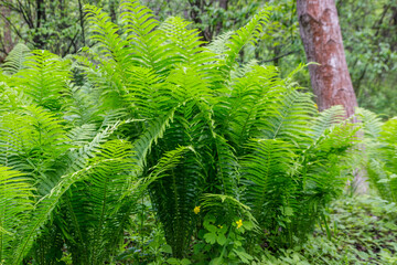 Green fern in a forest
