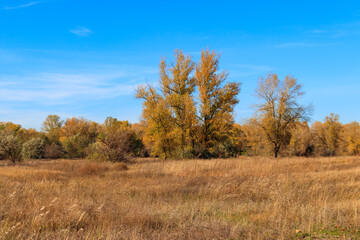 Autumn landscape with dry meadow and colorful fall trees