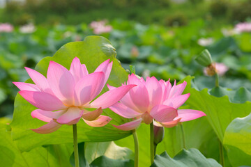 Fototapeta premium Pink lotus flowers in a pond