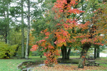 カラフルに紅葉したツタウルシ
