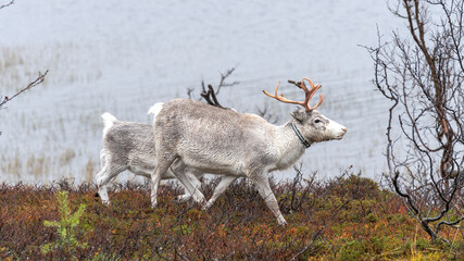 Naklejka premium Ren Rangifer tarandus, Finnmark, Norwegen