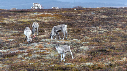 Ren Rangifer tarandus, Finnmark, Norwegen