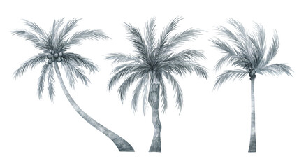 Obraz premium Watercolor palm tree in black and white color isolated on white background. Coconut tree in gently silver color. Vintage illustration elements. Floral jungle.
