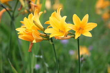 ニッコウキスゲ