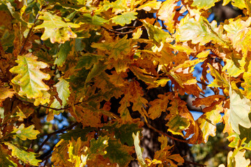 Colorful autumn oak leaves on the branch of oak tree in the forest