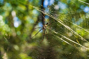 Golden orb web spider (Nephila insignis) at Fogg Dam Conservation Reserve, Middle Point, Northern Territory, Australia.
