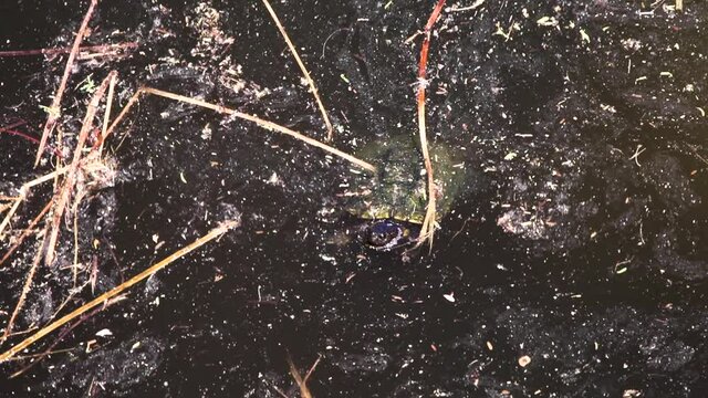 An Arizona mud turtle pushing its way through the weeds and debris floating in a pond, Fountain Hills, Arizona.