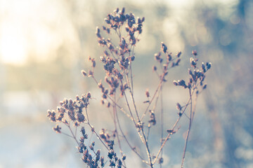 Frozen Blades of Grass Against a Snowy Winter