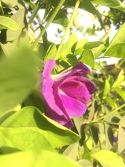 rose in the garden