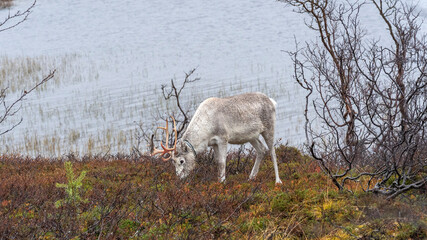 Obraz na płótnie Canvas Ren Rangifer tarandus, Finnmark, Norwegen