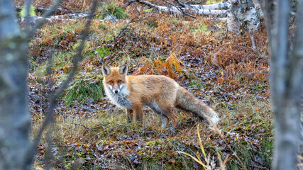Rotfuchs Vulpes vulpes, Finnmark, Norwegen
