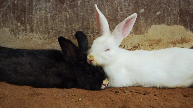 two white and black Rabbit or Bunny or Hare resting on the ground