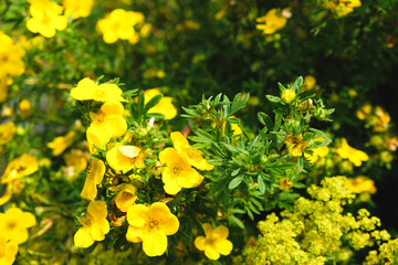 Field yellow flowers in spring in the Alps