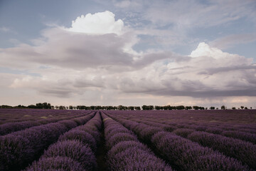 photo of a lavender flowers field