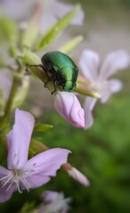 bug on a flower