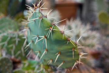 Naklejka na ściany i meble Cactus Opuntia Plant with Spines Close Up
