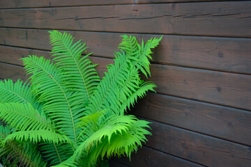 Naklejka premium fern leaf on wooden background
