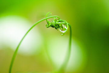 Peas mustaches woven together