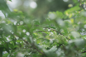 Green leaves with raindrop in the morning, Nature background