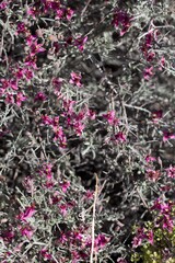 Small flowers in shades of pink and purple opening from White Ratany, Krameria Bicolor, Krameriaceae, native Perennial Shrub on the edges of Twentynine Palms, Southern Mojave Desert, Springtime.