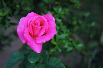 Pink Rose (Rosa chinensis), a beautiful ornamental plant.