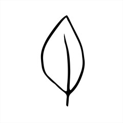 Vector hand drawn illustration of plant leaf in Doodle style. Empty outline isolated on a white background. Simple design for scrapbooking, coloring books, and theme design
