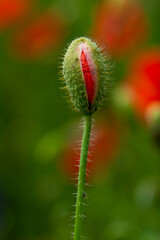 red poppy in the green grass on the plain