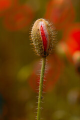 red poppy in the green grass on the plain