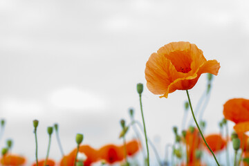 red poppy in the green grass on the plain - 360116624