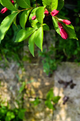 red and green