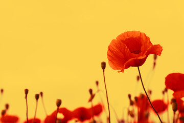 red poppy in the green grass on the plain