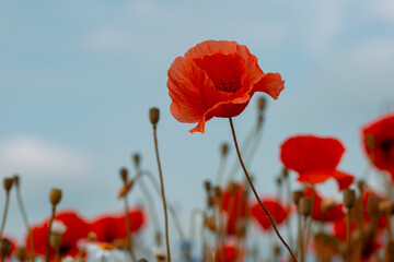 red poppy in the green grass on the plain