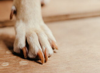 dog's paws on a wooden floor