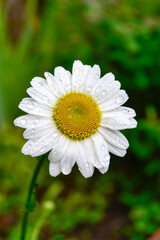 Fototapeta premium white daisy flower