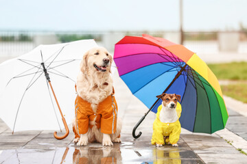Funny dogs in raincoats and with umbrellas outdoors