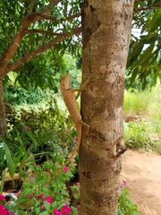 Fototapeta premium tree in the park