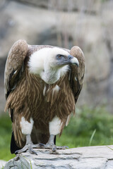 An angry brown vulture in the nature reserve looking to the side