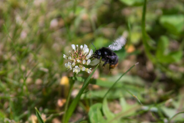 Hummel besucht Klee