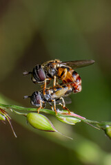 beautiful closeup photos of insects