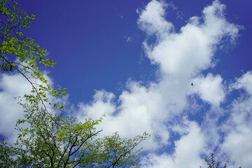 Obraz premium 青空、鳥