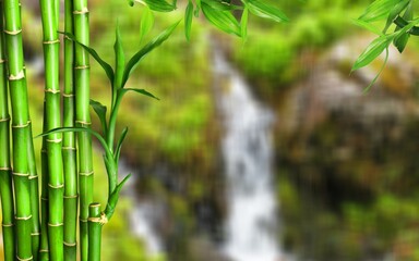 Naklejka na ściany i meble Many bamboo stalks on green nature background
