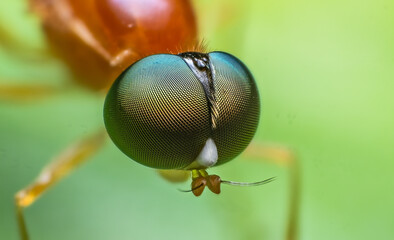 beautiful closeup photos of insects