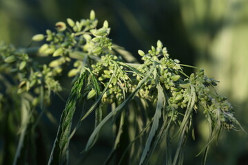 Narcotic plants in agriculture.