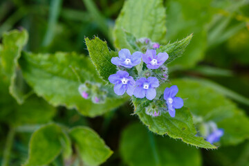 Anchusa, lycopsis arvensis. Detail of the flowering bugloss plant. Ox tongue in flower. Province of Leon, Spain.