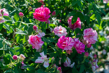 Rose variety Versicolor flowering in a garden.