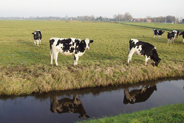 Pasture landscape. Black and white cows in the meadow reflected in the ditch in the Netherlands. September, near the Dutch village of Bergen.   