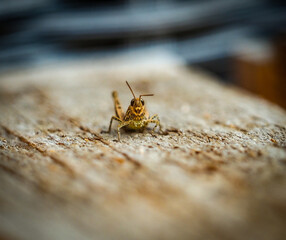 Small brown grasshopper close up