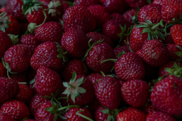 Red ripe strawberries background. Close up, top view. Dark red ripe strawberries