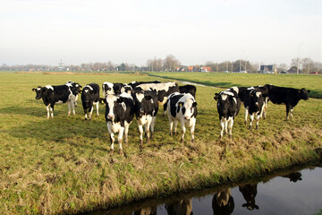 Pasture landscape in the Netherlands near the village of Bergen. Black and white cows in the meadow reflected in the water of the ditch.         