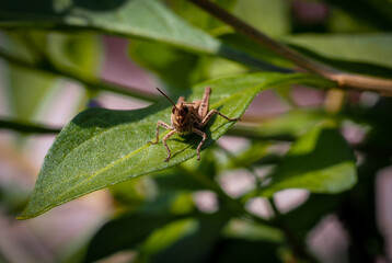 Small brown grasshopper close up